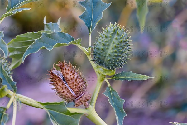 Jimson Weed (Datura stramonium)