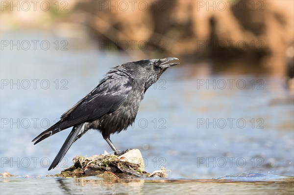 Calling carrion crow (Corvus corone) standing on stone in water