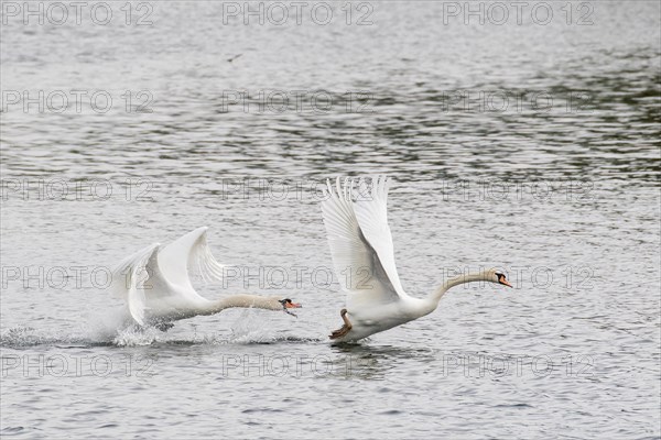 Mute Swan (Cygnus olor) scaring rival from his territory