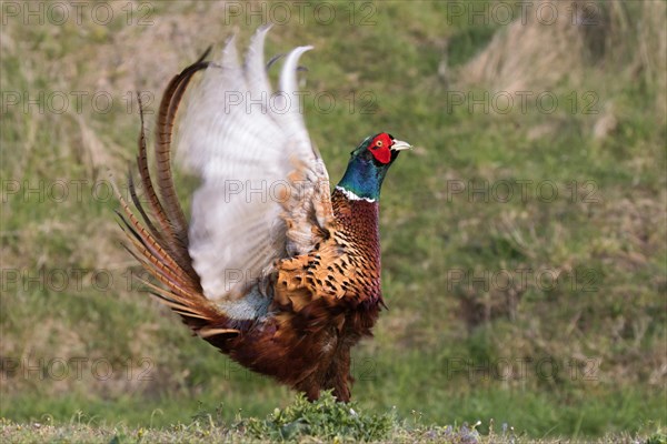 Pheasant (Phasianus colchicus) flapping its wings at the flutter jump