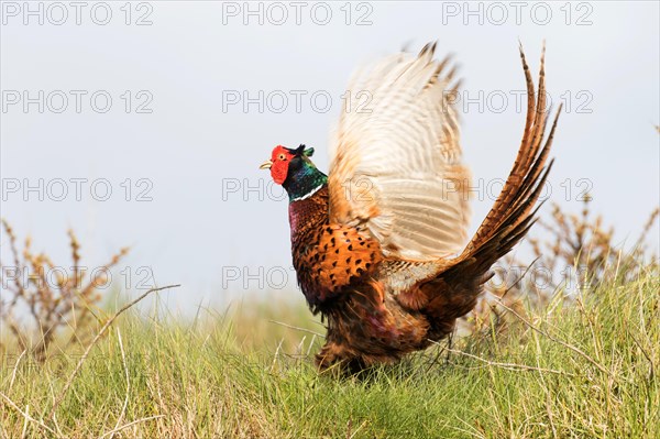 Pheasant (Phasianus colchicus) flapping its wings at the flutter jump