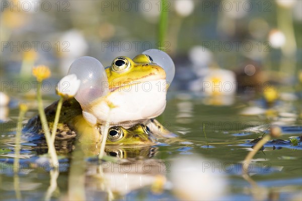 Edible frogs (Pelophylax esculentus) in water