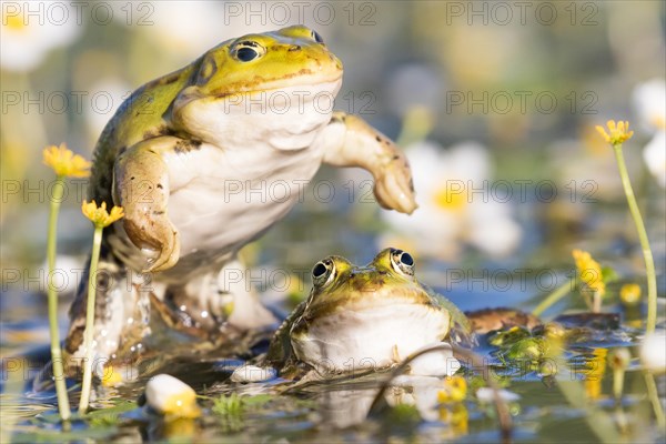 Edible frogs (Pelophylax esculentus) in water