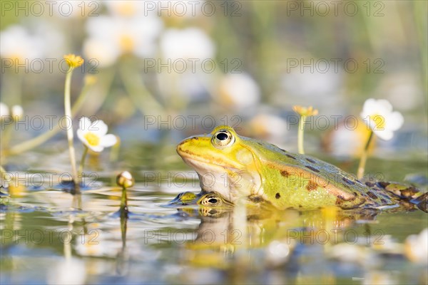 Edible frogs (Pelophylax esculentus) in water