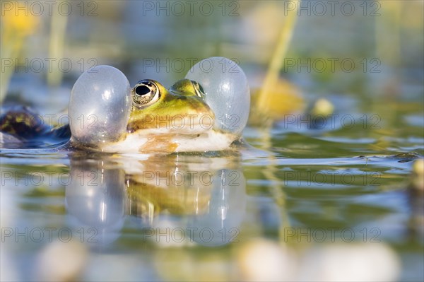 Edible frog (Pelophylax esculentus) in water