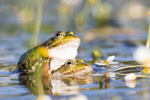 Edible frogs (Pelophylax esculentus) in water