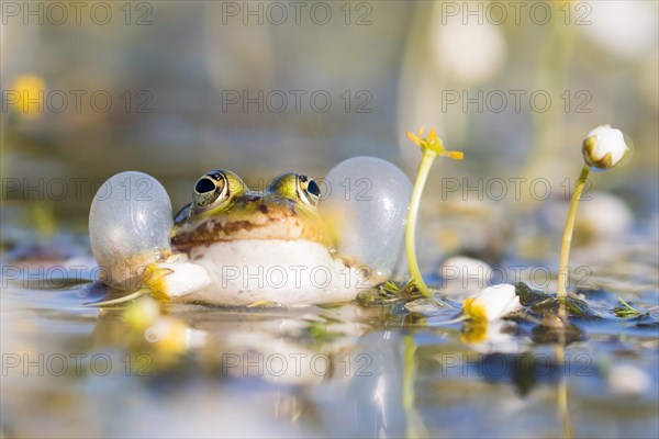 Edible frog (Pelophylax esculentus) in water