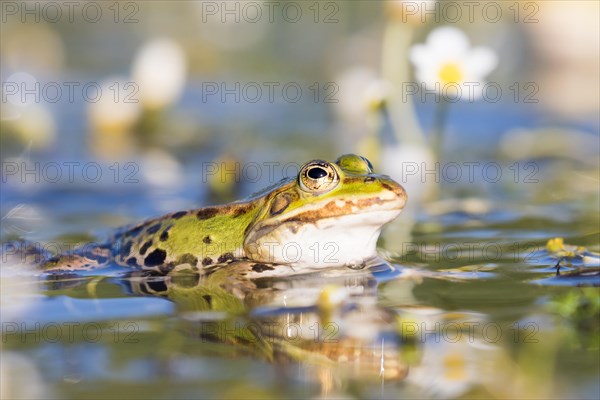 Edible frog (Pelophylax esculentus) in water