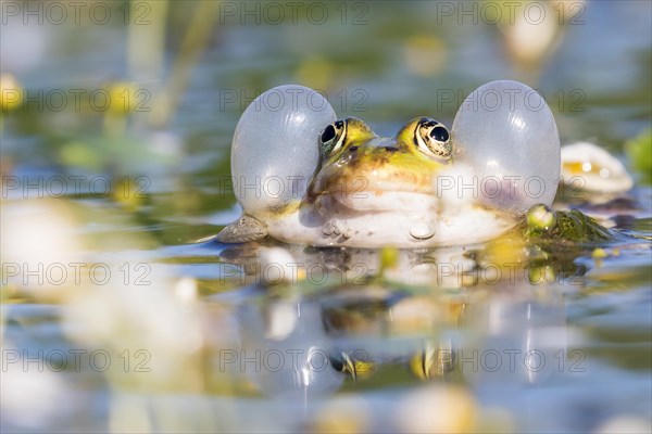 Edible frog (Pelophylax esculentus) in water