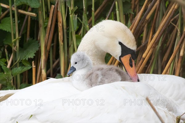 Mute swan (Cygnus olor)