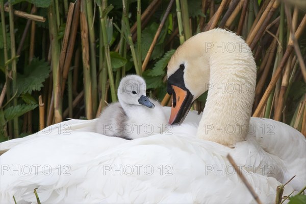 Mute swan (Cygnus olor)