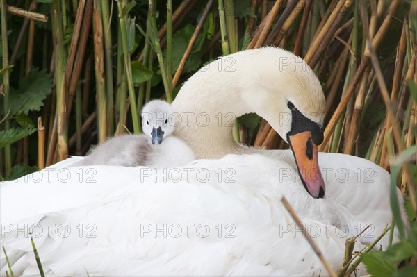 Mute swan (Cygnus olor)