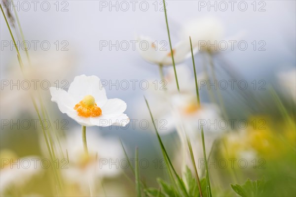 Snowdrop anemone (Anemone sylvestris)