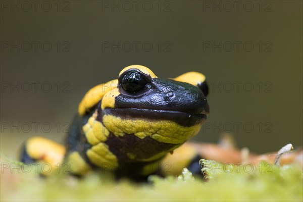Fire salamander (Salamandra salamandra)