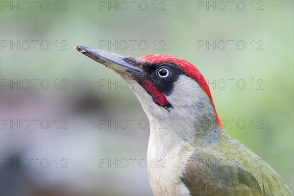 Green Woodpecker (Picus viridis)