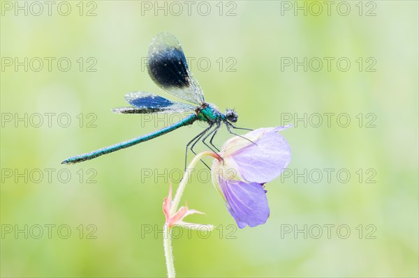 Male banded demoiselle (Calopteryx splendens) on meadow geranium (Geranium pratense)