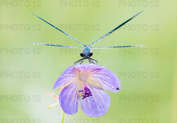 Male banded demoiselle (Calopteryx splendens) on meadow geranium (Geranium pratense)