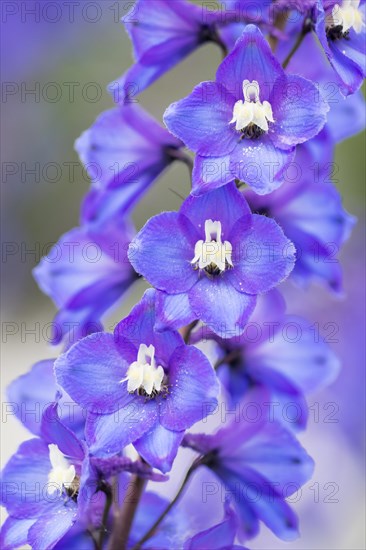 Alpine delphinium or candle larkspur (Delphinium elatum)