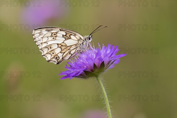 Marbled white (Melanargia galathea) on field scabious (Knautia arvensis)