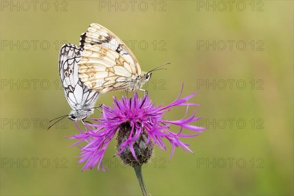 Marbled whites (Melanargia galathea) on field scabious (Knautia arvensis)