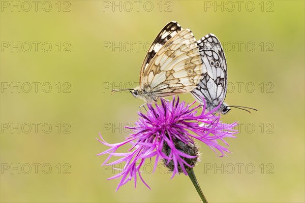 Marbled whites (Melanargia galathea) on field scabious (Knautia arvensis)