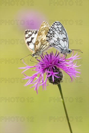 Marbled whites (Melanargia galathea) on field scabious (Knautia arvensis)