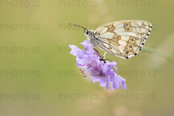 Female marbled white (Melanargia galathea) on field scabious (Knautia arvensis)