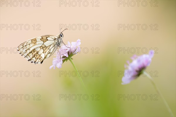 Female marbled white (Melanargia galathea) on field scabious (Knautia arvensis)