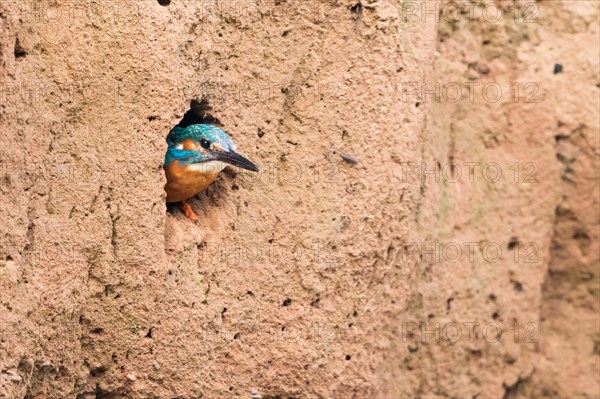 Eurasian kingfisher (Alcedo atthia)