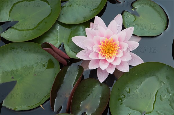 Pink water lily (Nymphaea sp.)