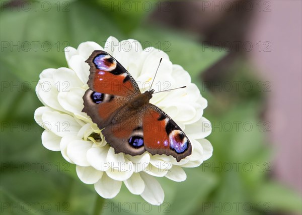 European Peacock (Aglais io) on zinnia