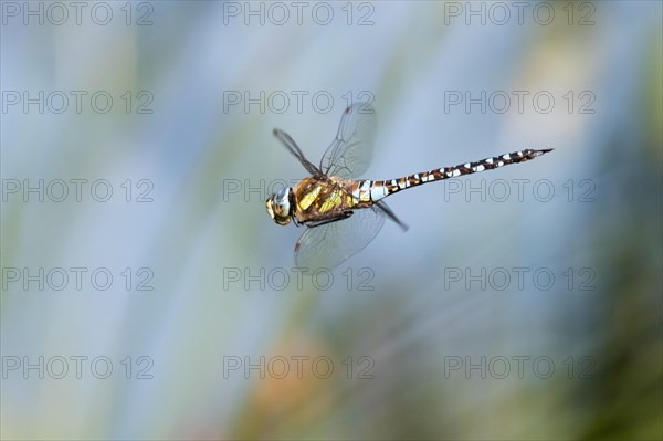 Migrant hawker (Aeshna mixta)