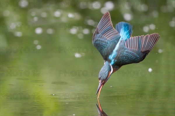 Kingfisher (Alcedo atthis) fishing