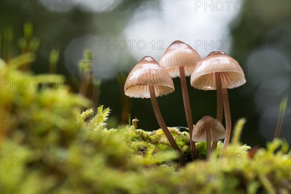 Milking bonnet or milk-drop Mycena (Mycena galopus) in moss