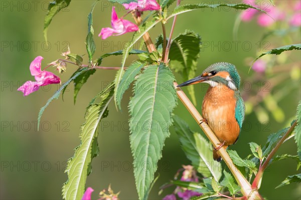 Common kingfisher (Alcedo atthis)