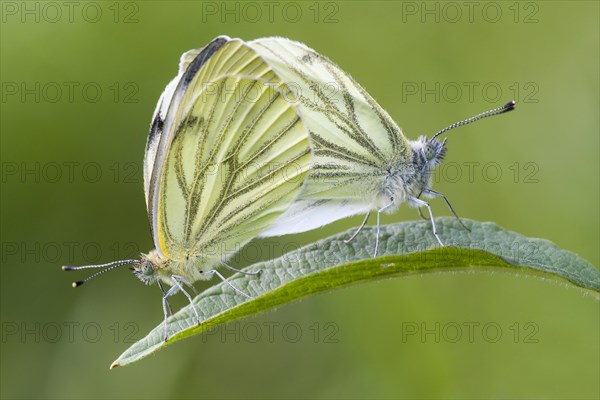 Green-veined whites (Pieris napi)