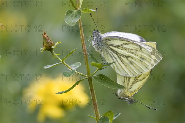 Green-veined whites (Pieris napi)