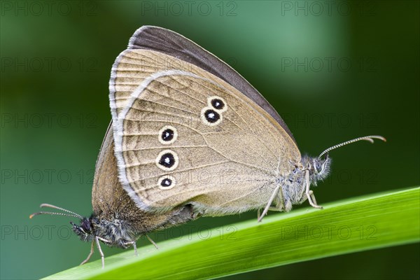 Ringlets (Aphantopus hyperantus)