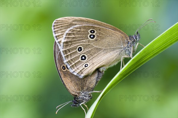 Ringlets (Aphantopus hyperantus)