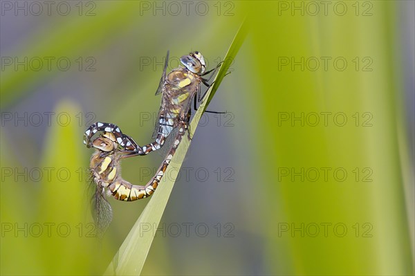 Migrant Hawker (Aeshna mixta)