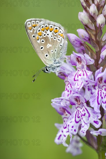 Common blue butterfly (Polyommatus icarus) on Heath spotted orchid (Dactylorhiza maculata)