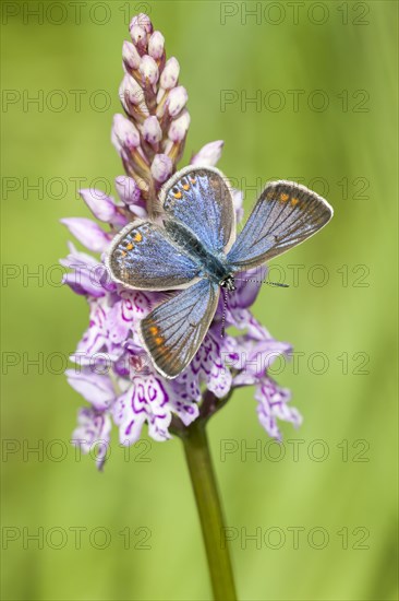 Common blue butterfly (Polyommatus icarus)