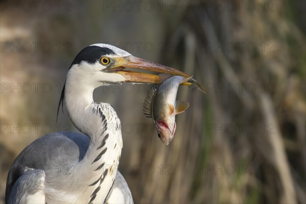 Grey heron (Ardea cinerea) with captured European perch (Perca fluviatilis)