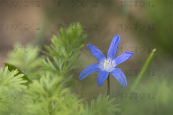 Lucile's Glory-of-the-snow (Chionodoxa luciliae)