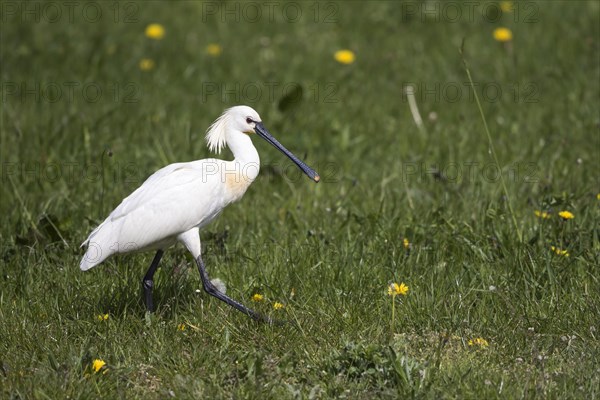 Common spoonbill (Platalea leucorodia) strides in a meadow