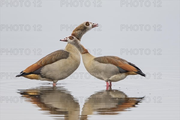 Egyptian geese (Alopochen aegyptiacus)