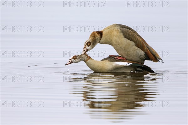 Egyptian geese (Alopochen aegyptiacus)