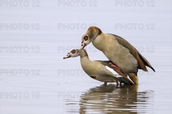 Egyptian geese (Alopochen aegyptiacus)