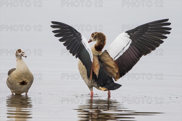 Egyptian geese (Alopochen aegyptiacus)