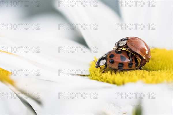 Two Asian lady beetles (Harmonia axyridis) mating on flower of a daisy (Argyranthemum frutescens)